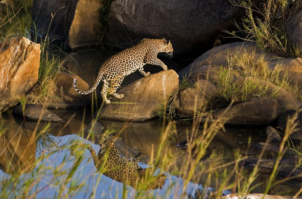 Game Drives  gallery image 16