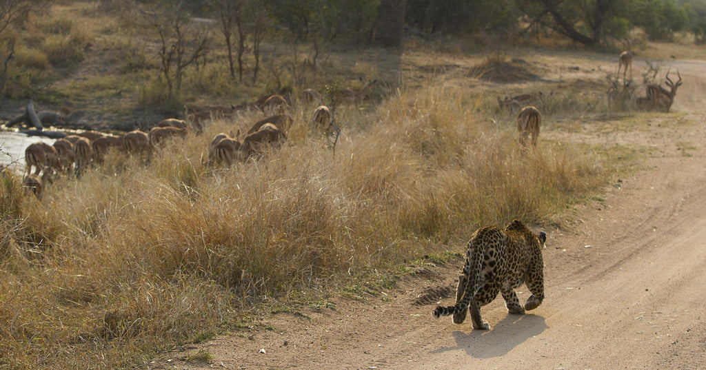 Game Drives  gallery image 14
