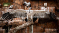 VulPro at Shamwari gallery image 1