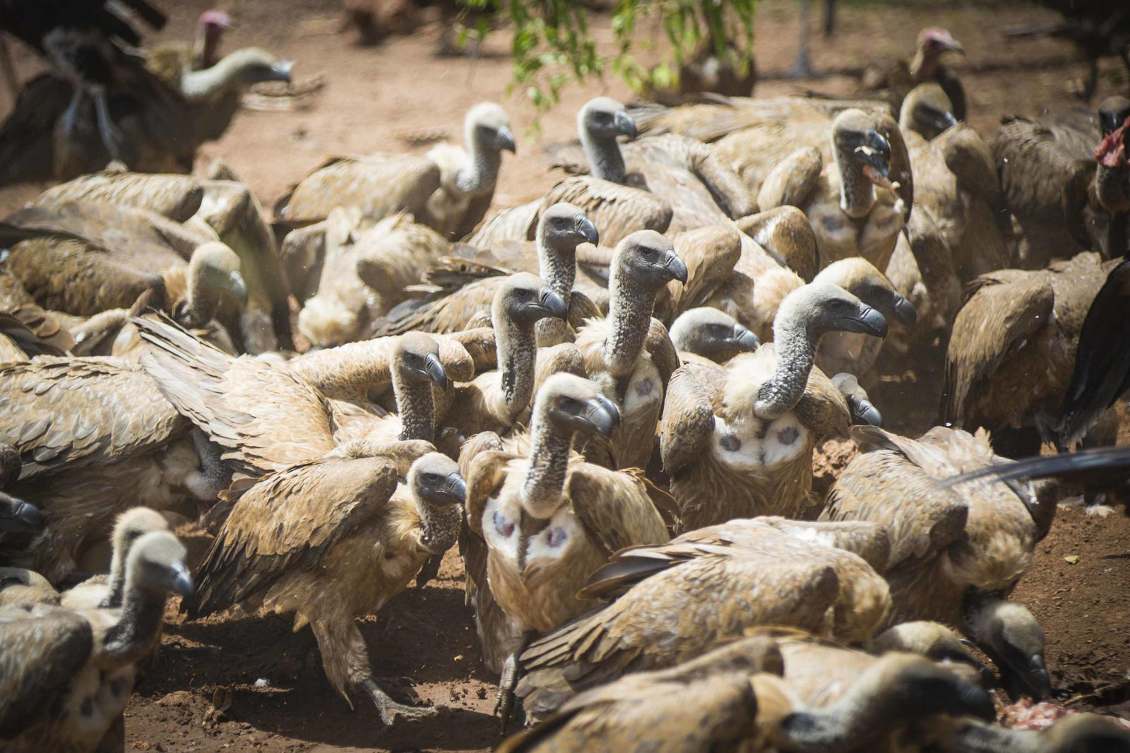Vulture Culture Experience