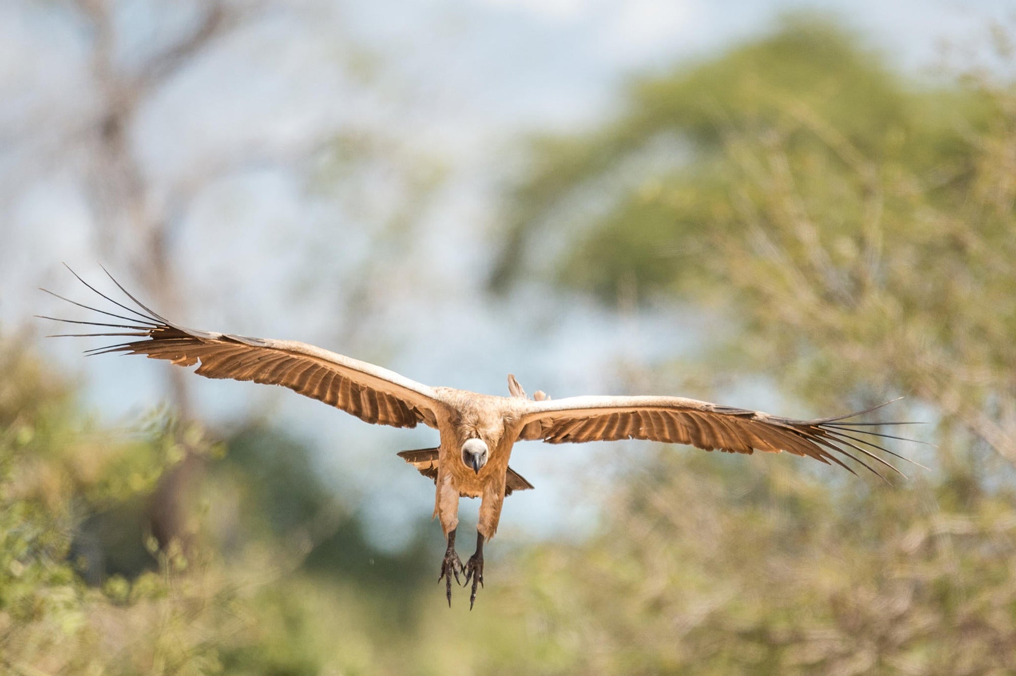 Birding gallery image 4