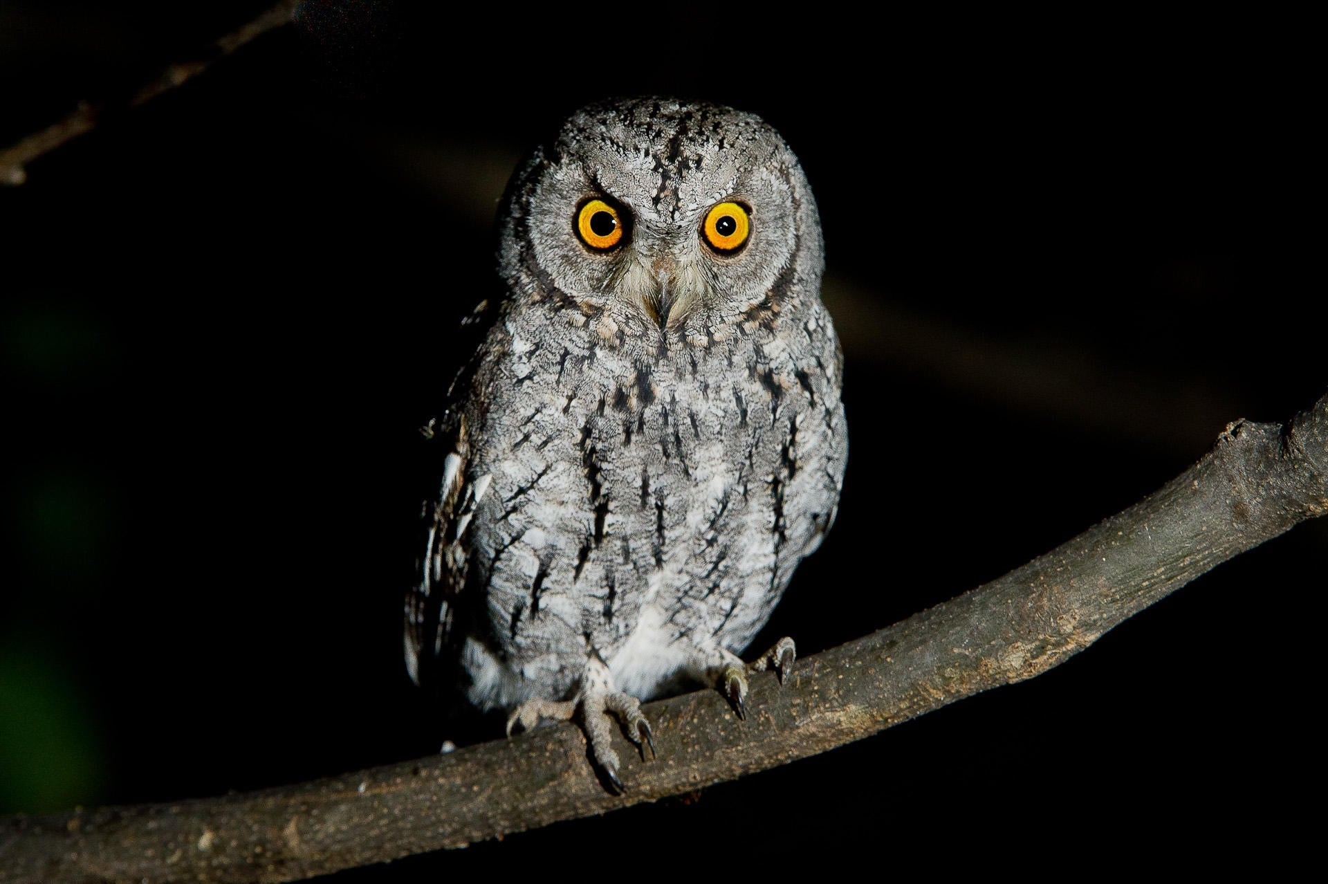 Wilderness Vumbura Plains – Night Drives gallery image 3