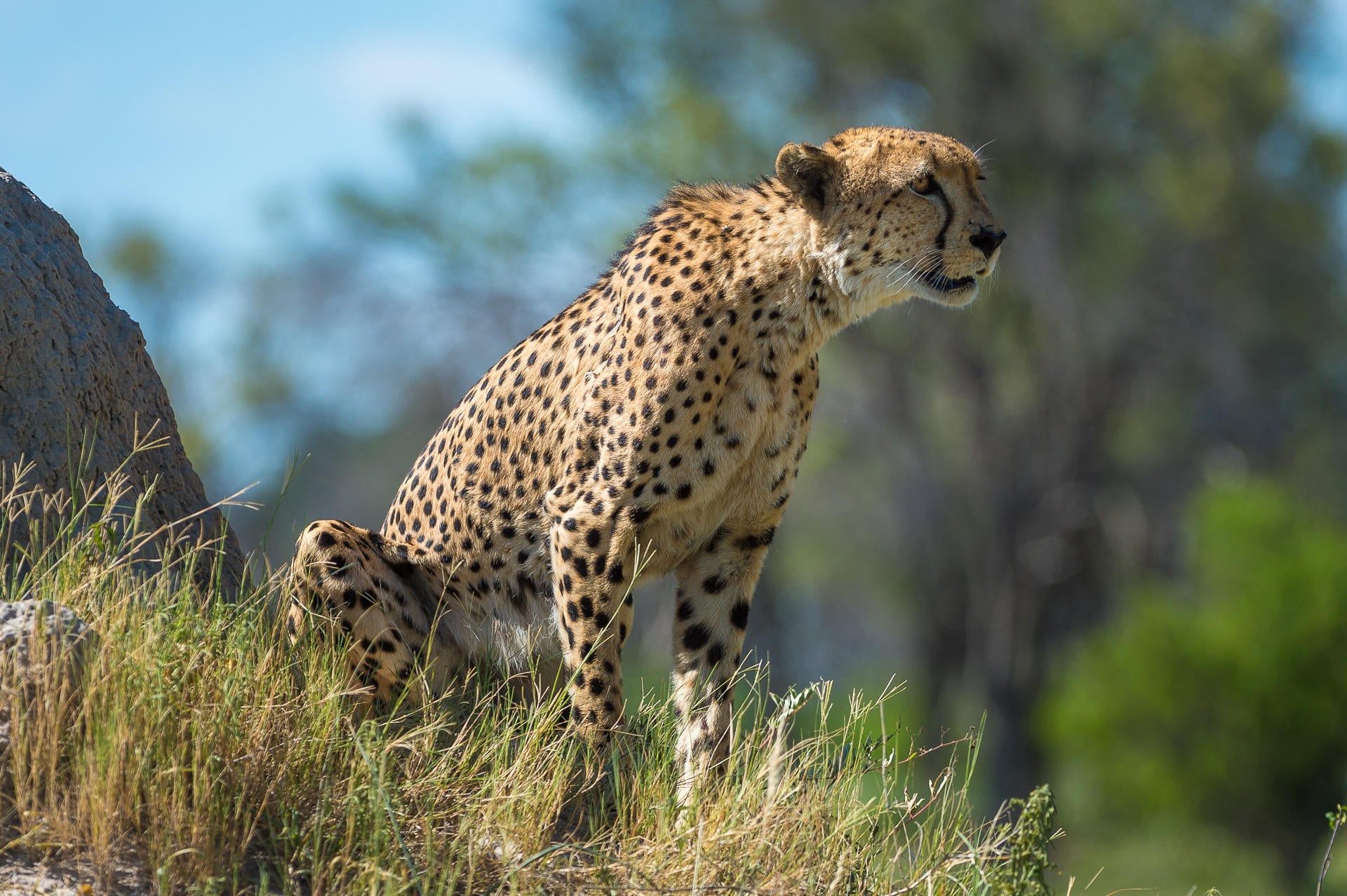 Wilderness Vumbura Plains – Game Drives gallery image 11
