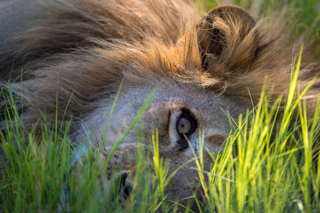 Wilderness Vumbura Plains – Game Drives gallery image 8