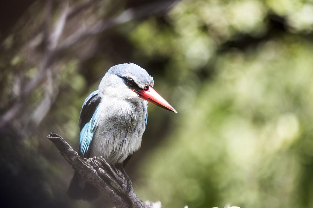 Wilderness Vumbura Plains – Birding gallery image 1