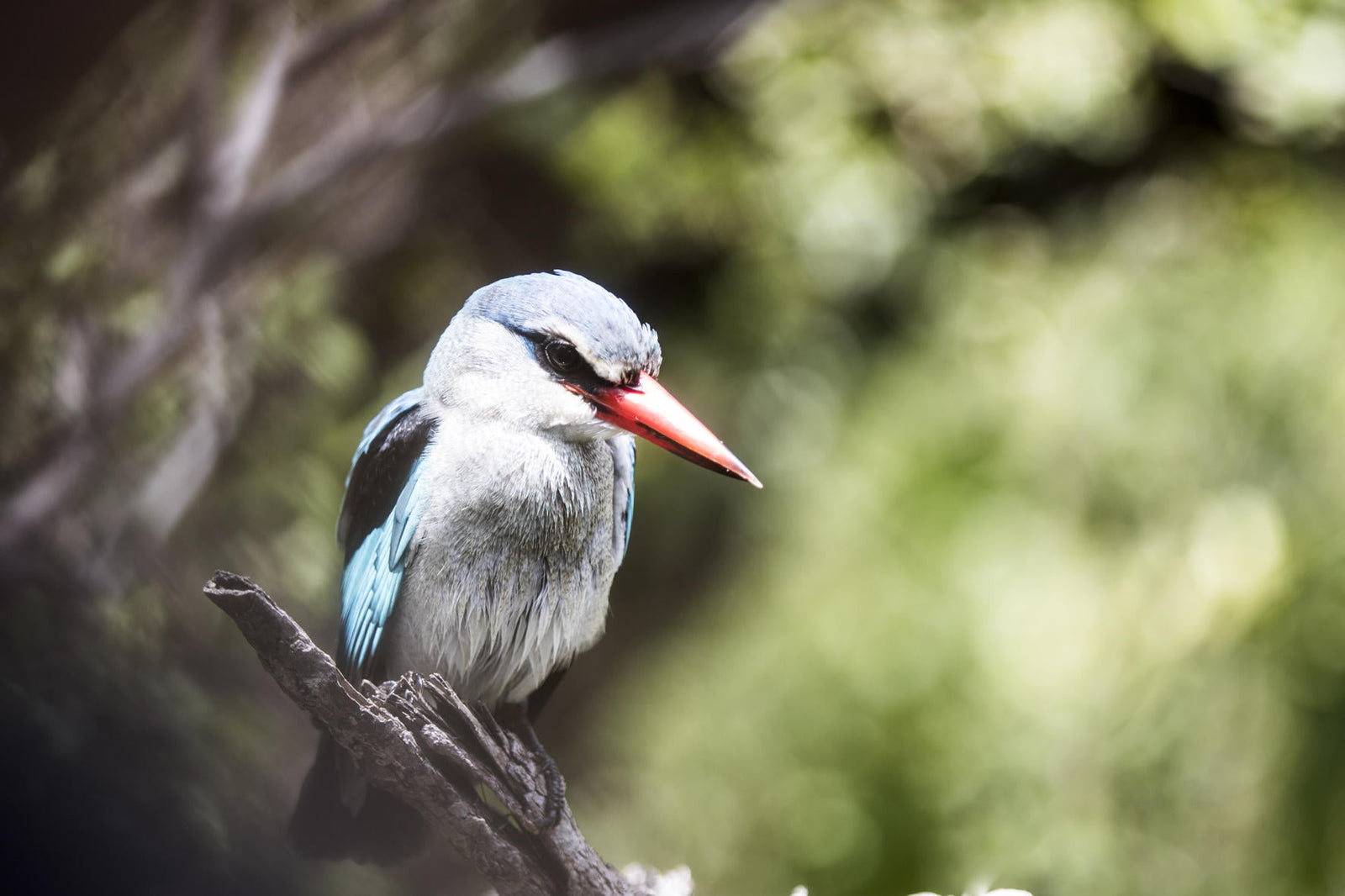 Wilderness Vumbura Plains – Birding