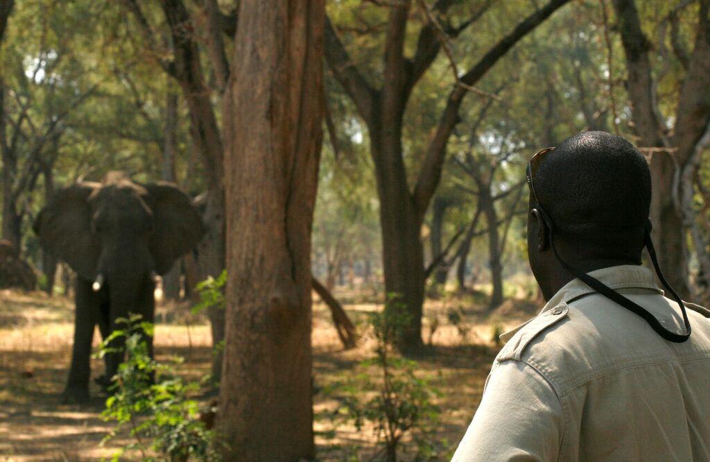 Walking Safaris