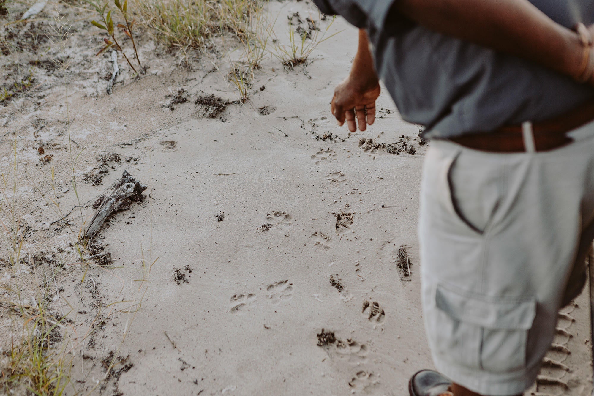 Wilderness Vumbura Plains – Guided Nature Walks * gallery image 4