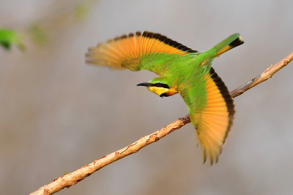 Guided Birding