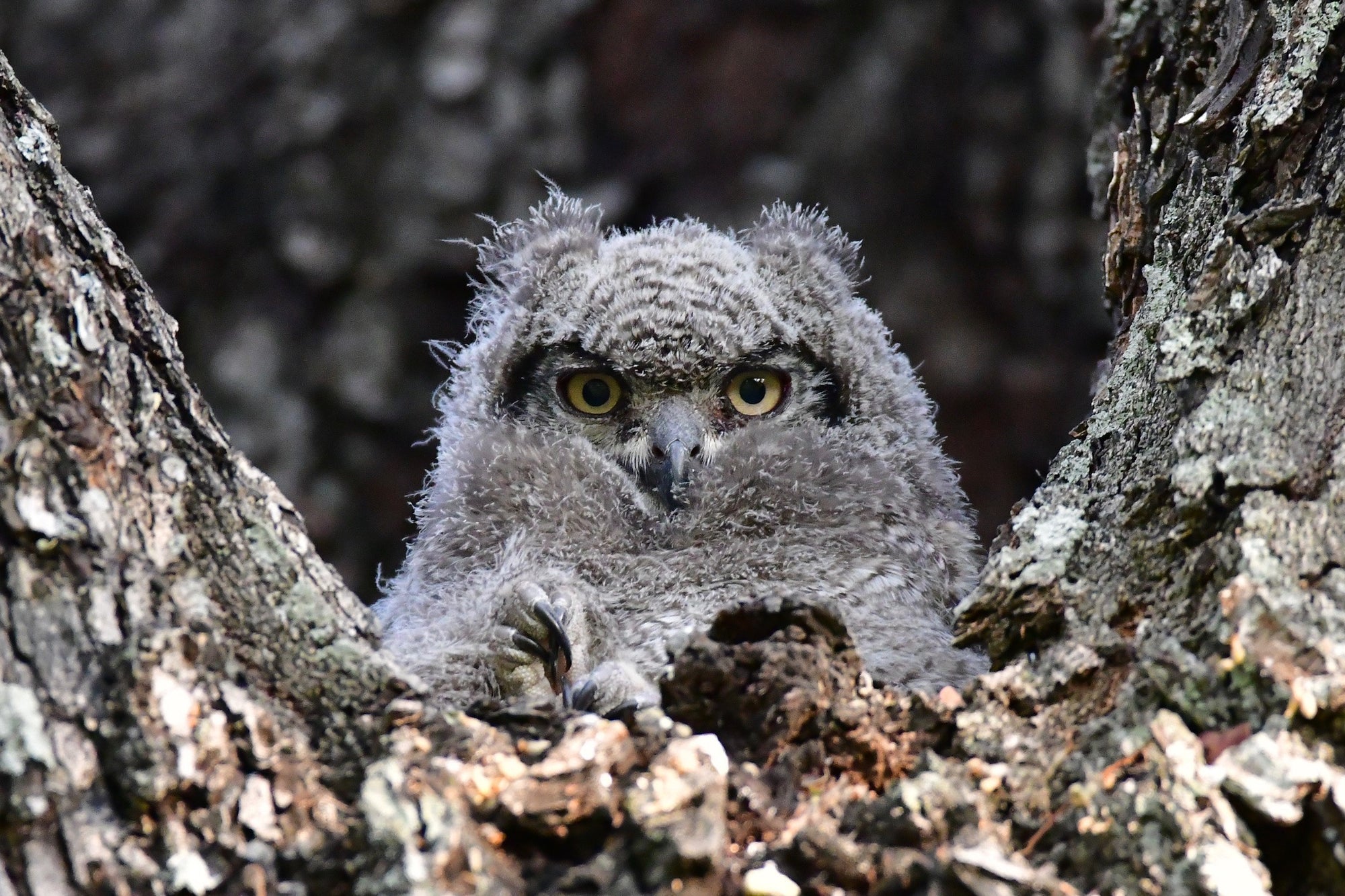 Guided Birding