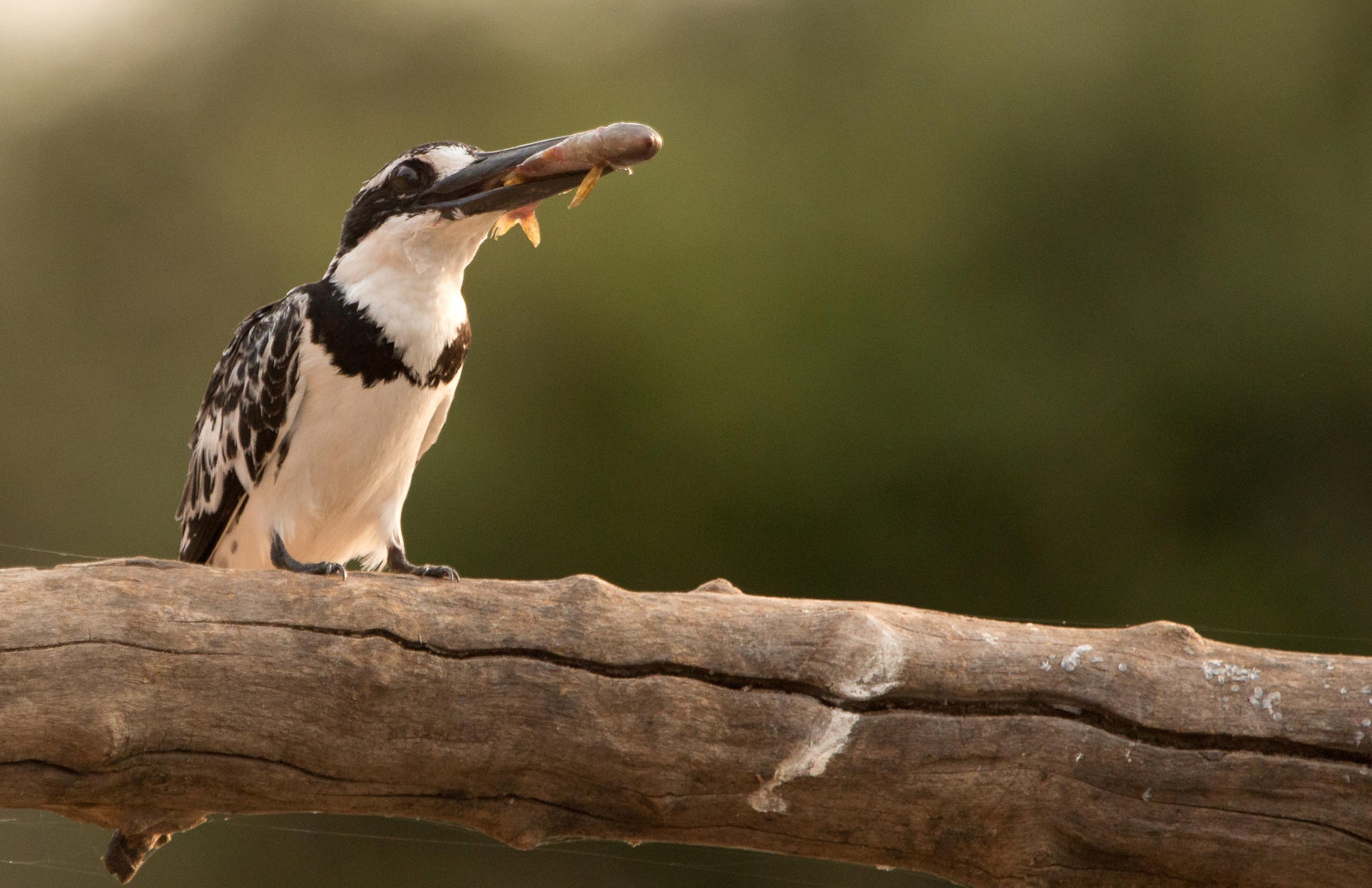 Bird Watching in the Sacred Sand Forest gallery image 8