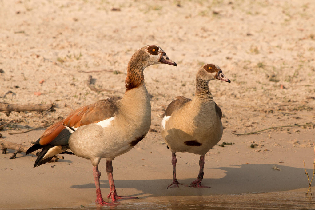 Bird Watching in the Sacred Sand Forest gallery image 9