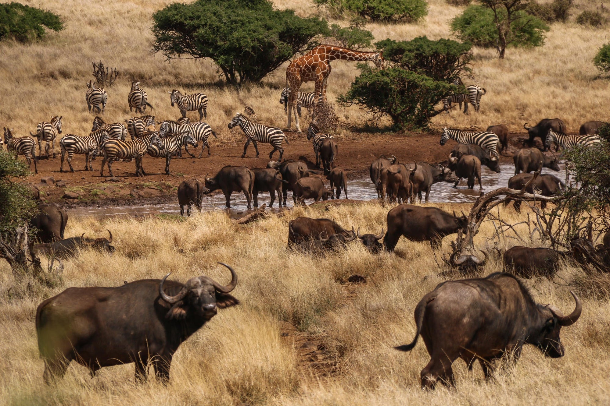 Day and Night Game Drives gallery image 10