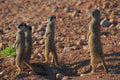 Meerkat Safaris at Buffelsdrift
