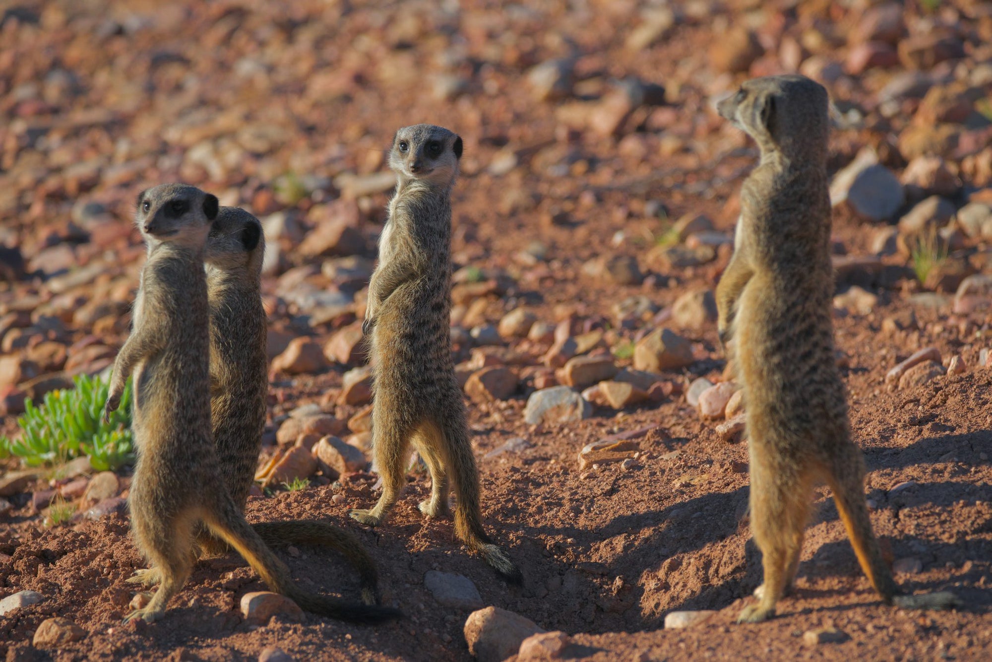 Meerkat Safaris at Buffelsdrift