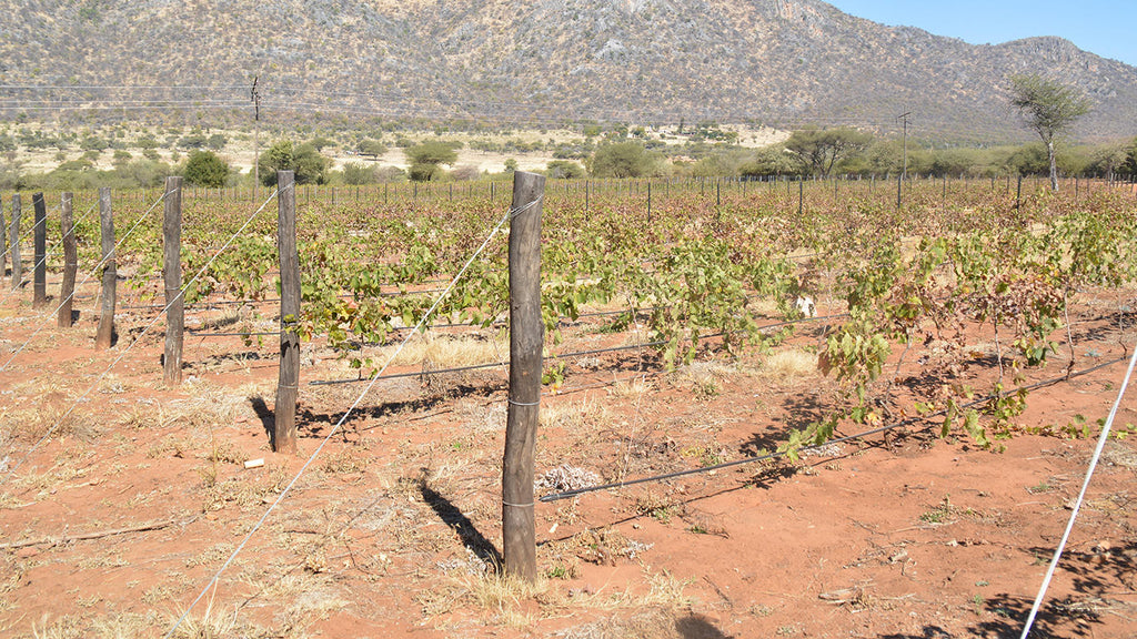 Wine Estate Tours gallery image 3
