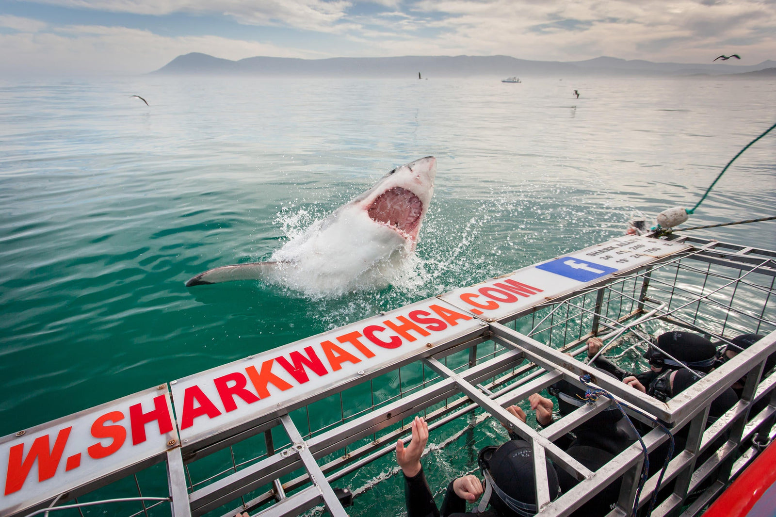 Shark Cage Diving