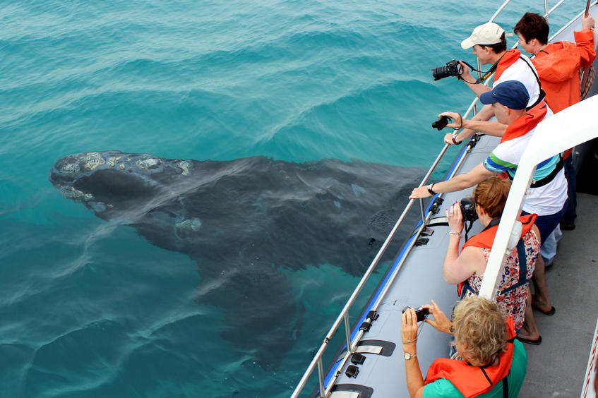 Boat-based Whale Watching (June - December)