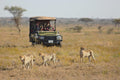 Cheetah Research Project  gallery image 1