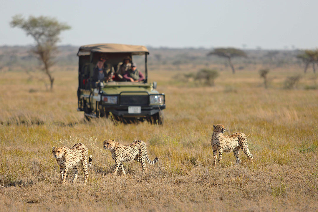 Cheetah Research Project