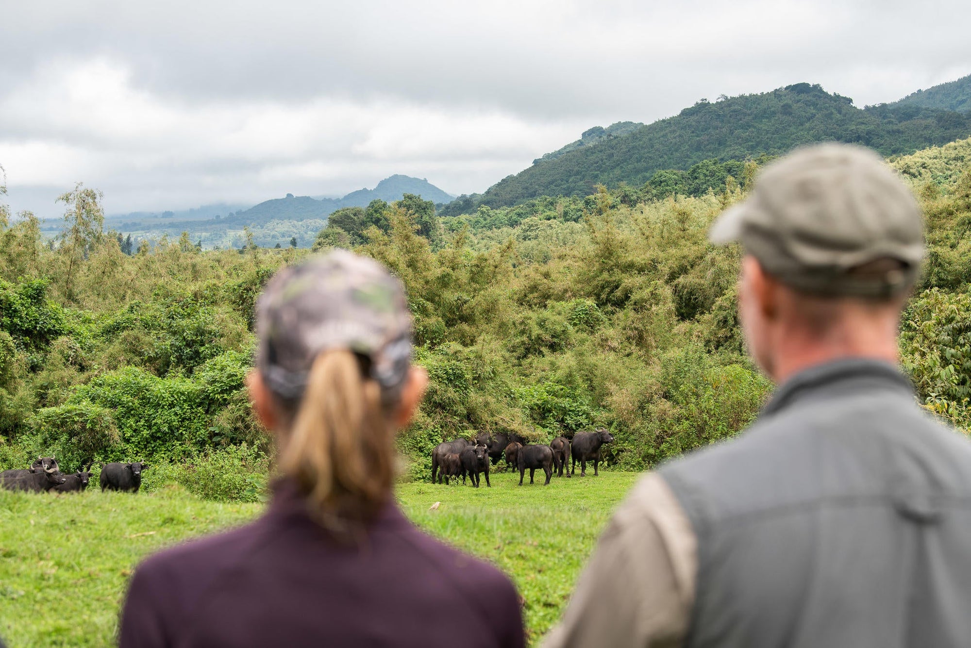 Wilderness Sabyinyo – Golden Monkey Trekking * gallery image 5