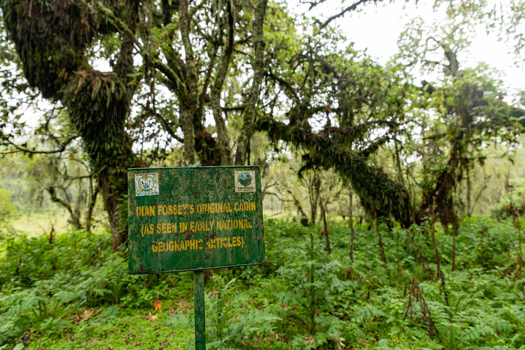 Wilderness Sabyinyo – Trek To Dian Fossey Research Camp & Grave gallery image 10