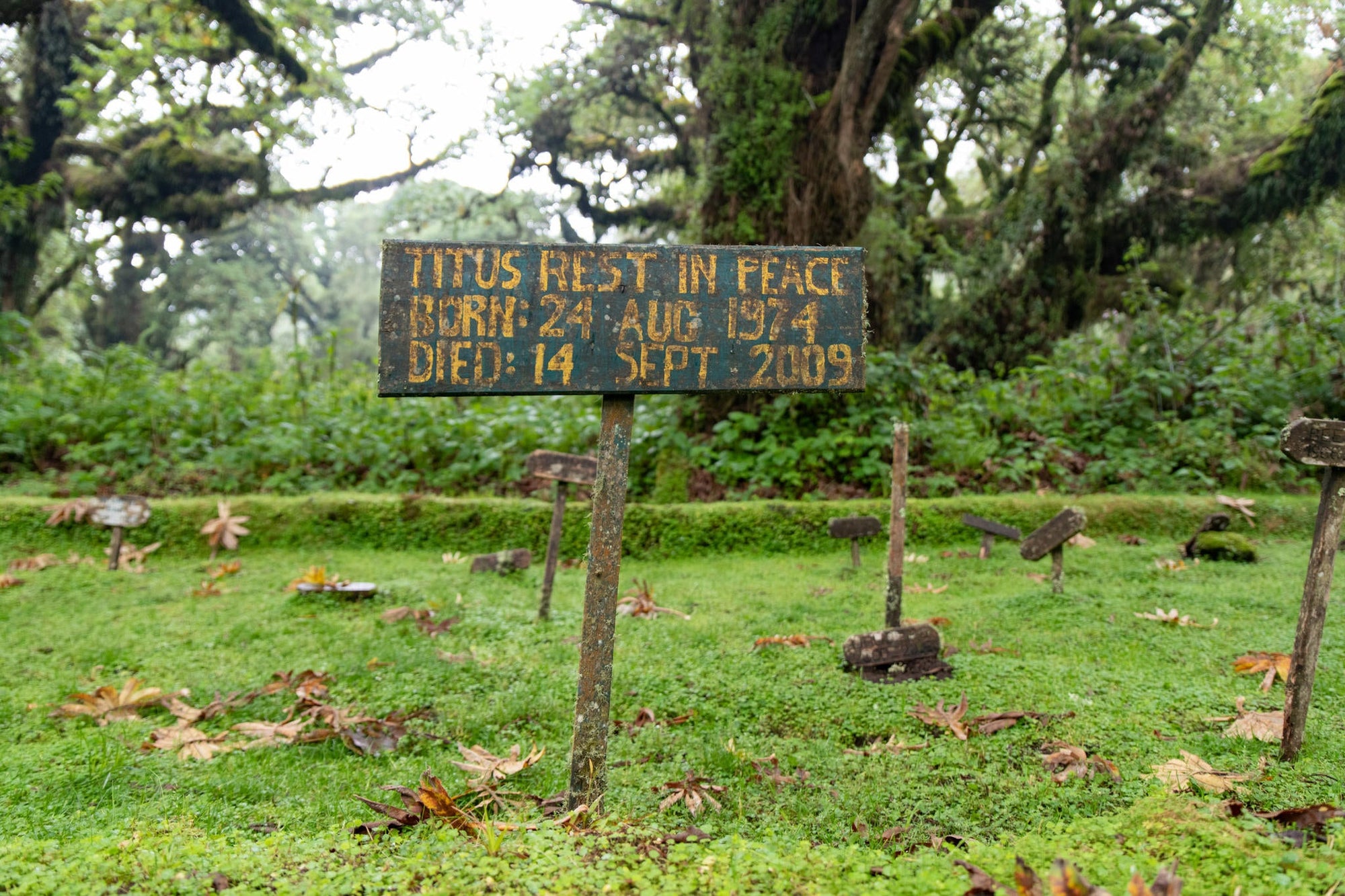 Wilderness Sabyinyo – Trek To Dian Fossey Research Camp & Grave gallery image 5