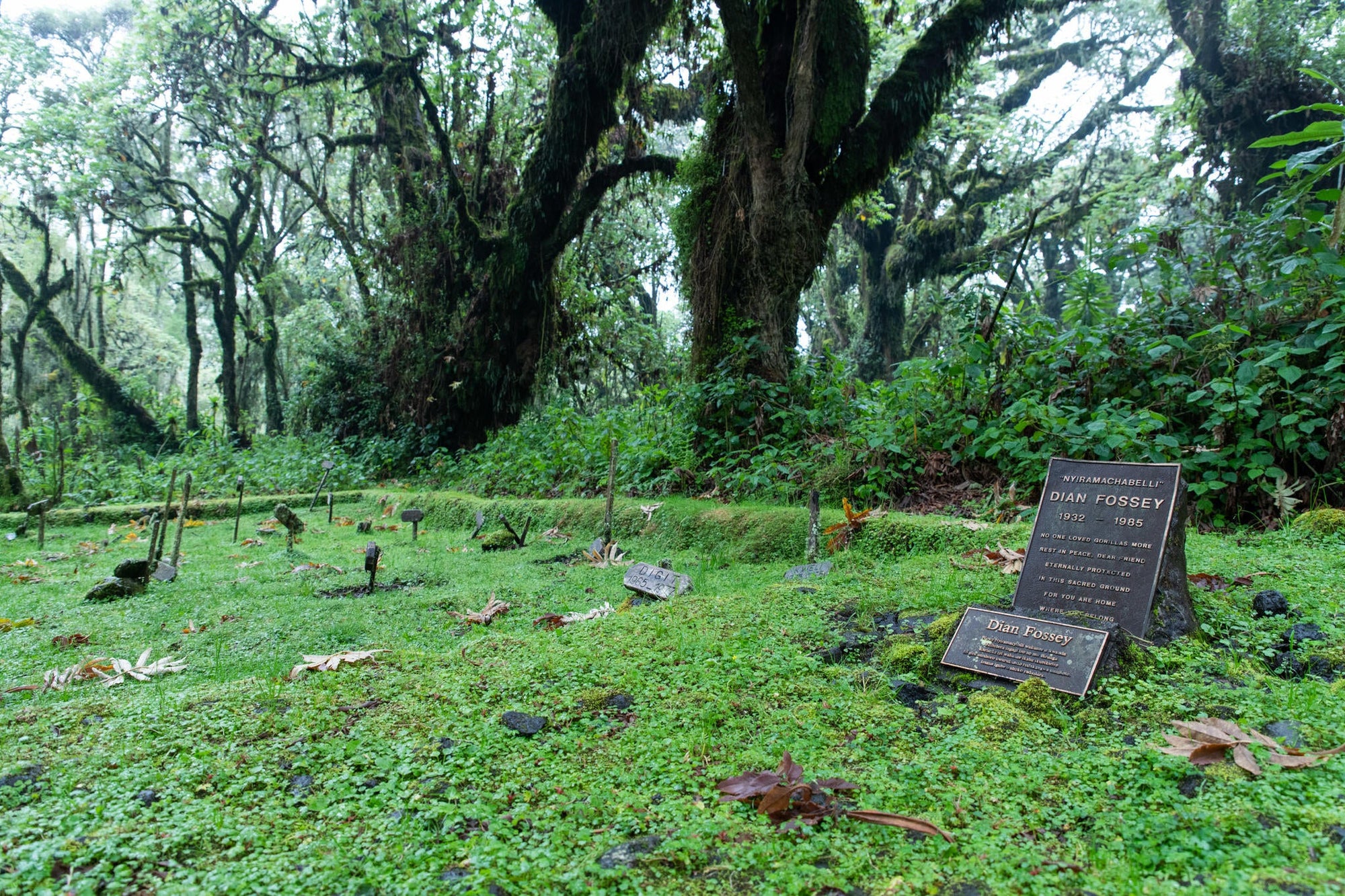 Wilderness Sabyinyo – Trek To Dian Fossey Research Camp & Grave gallery image 8