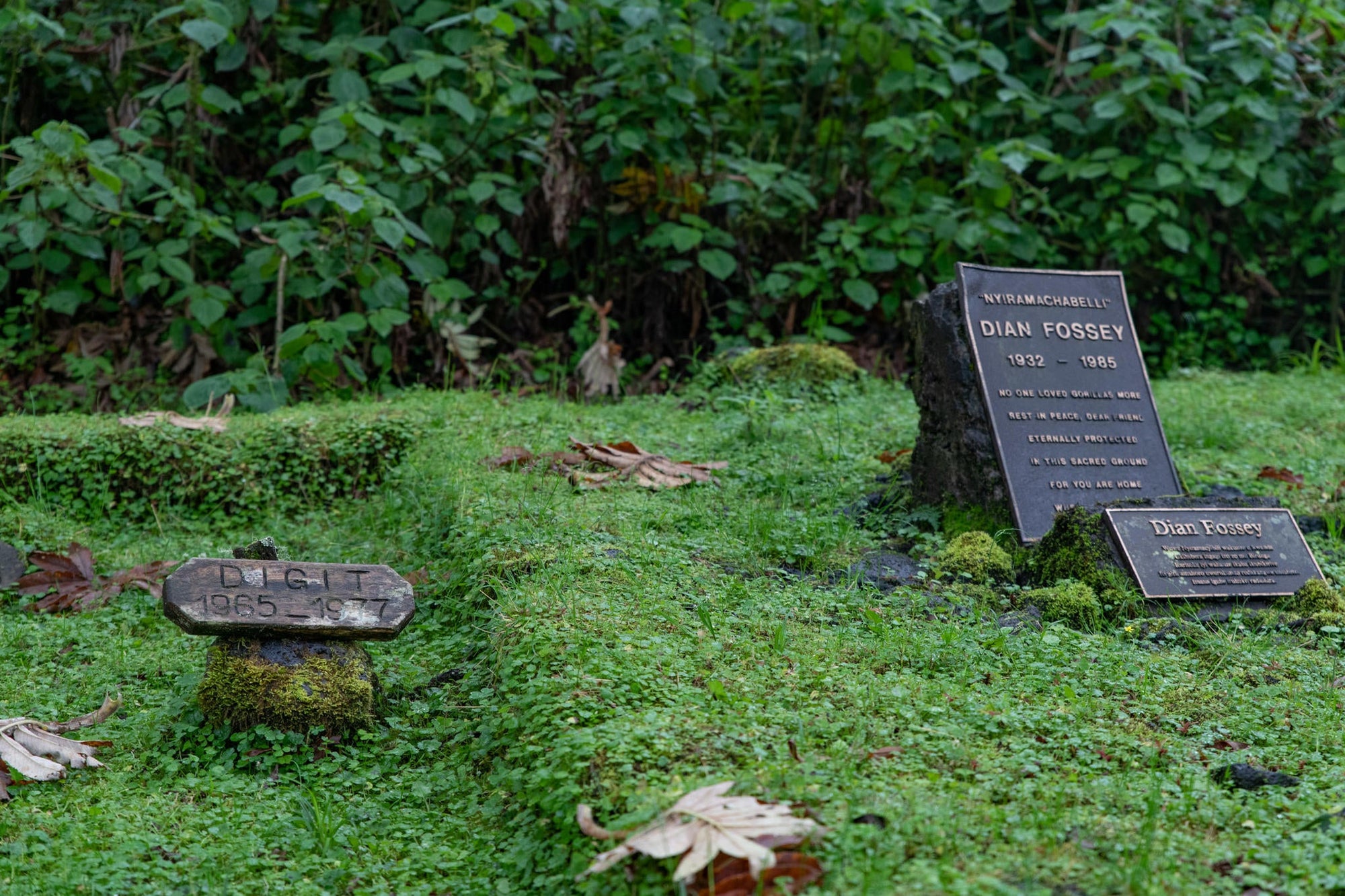 Wilderness Sabyinyo – Trek To Dian Fossey Research Camp & Grave gallery image 6