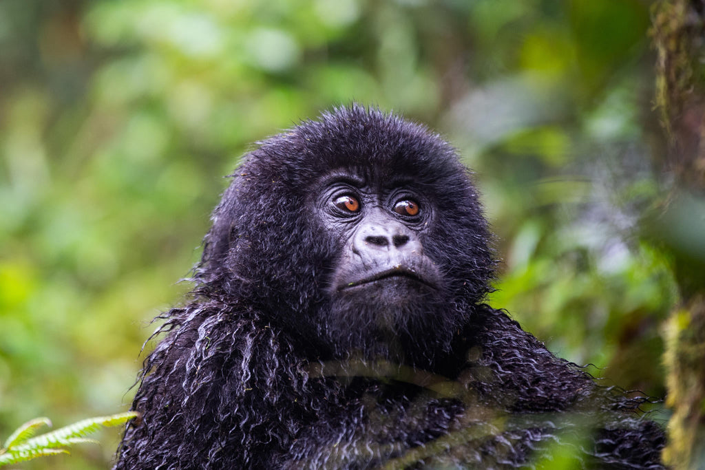 Wilderness Sabyinyo – Gorilla Trekking * gallery image 9