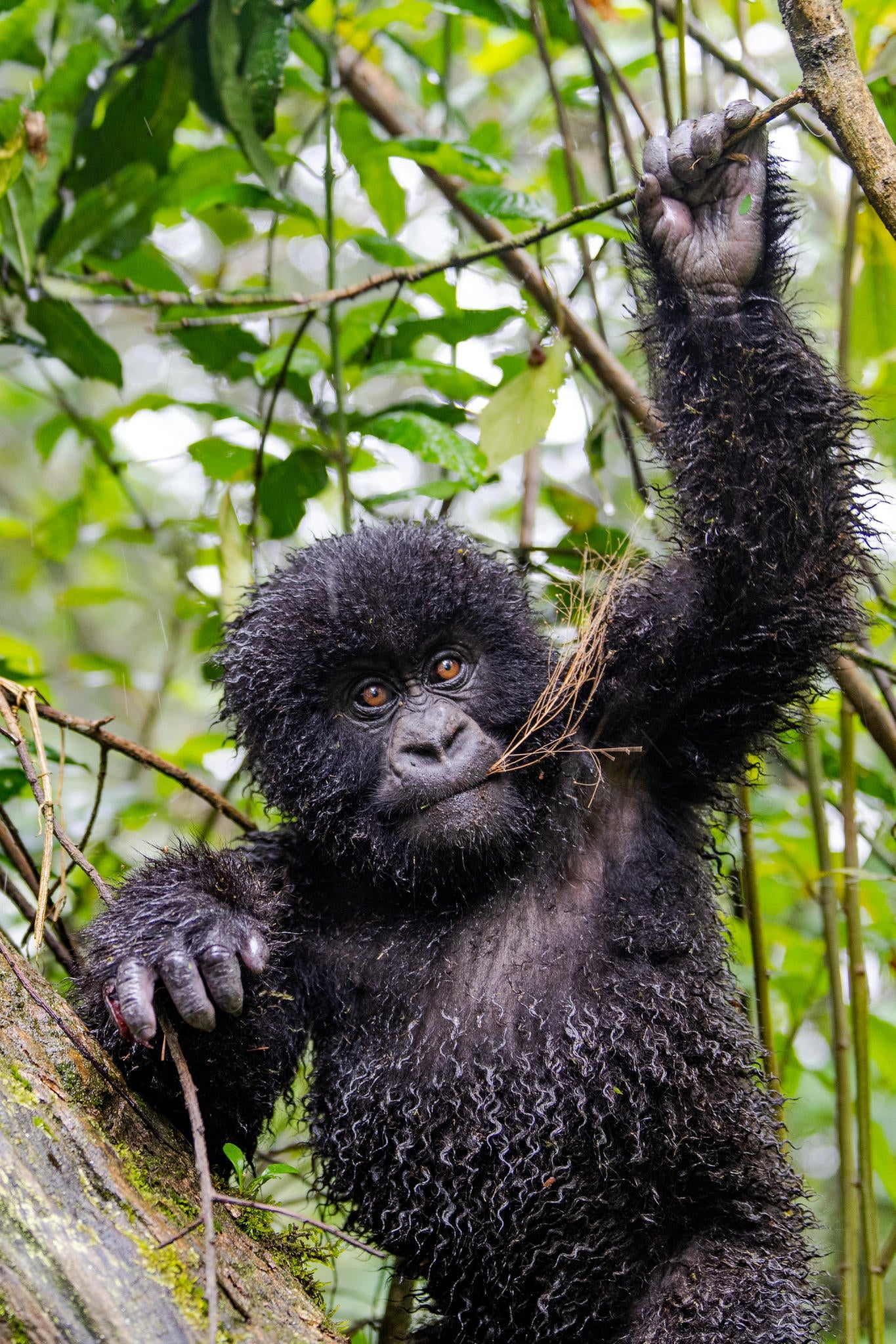 Wilderness Sabyinyo – Gorilla Trekking *