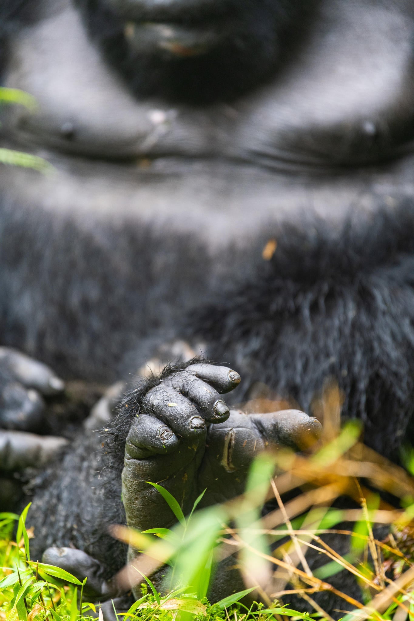 Wilderness Sabyinyo – Gorilla Trekking * gallery image 11