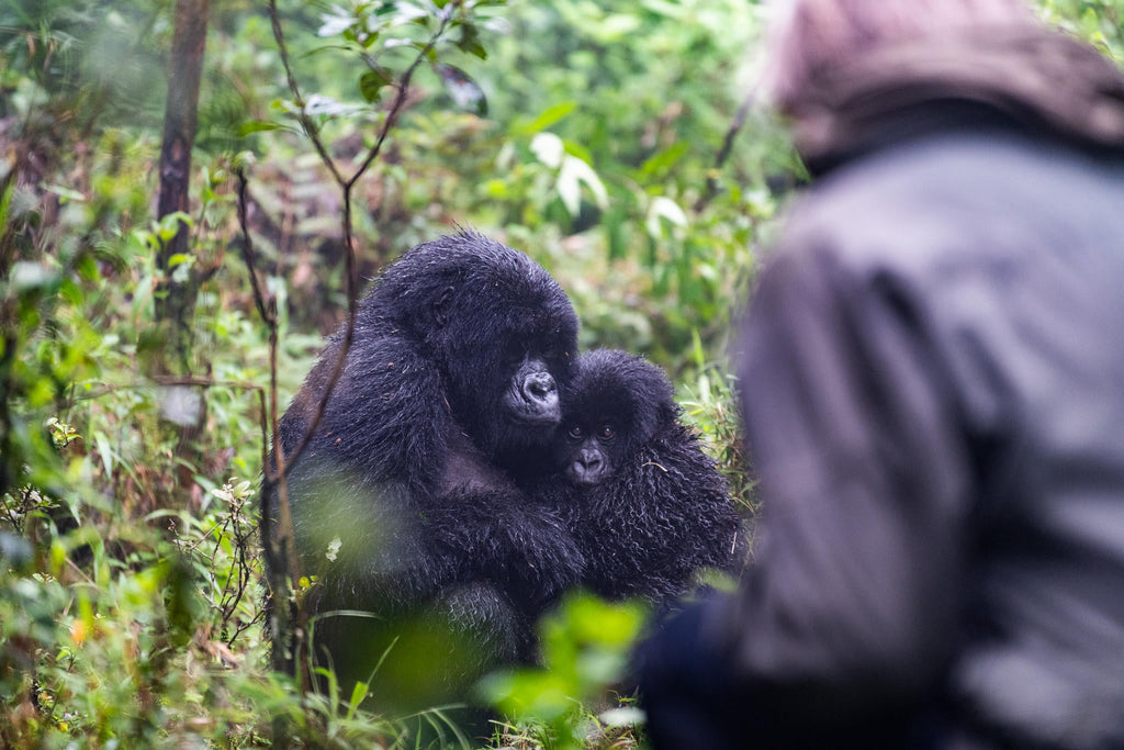 Wilderness Sabyinyo – Gorilla Trekking * gallery image 7