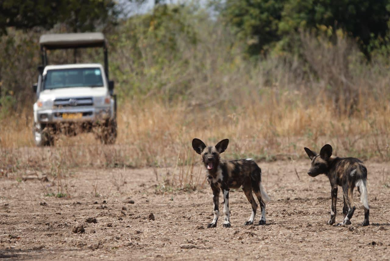 Half Day Game Drive gallery image 2