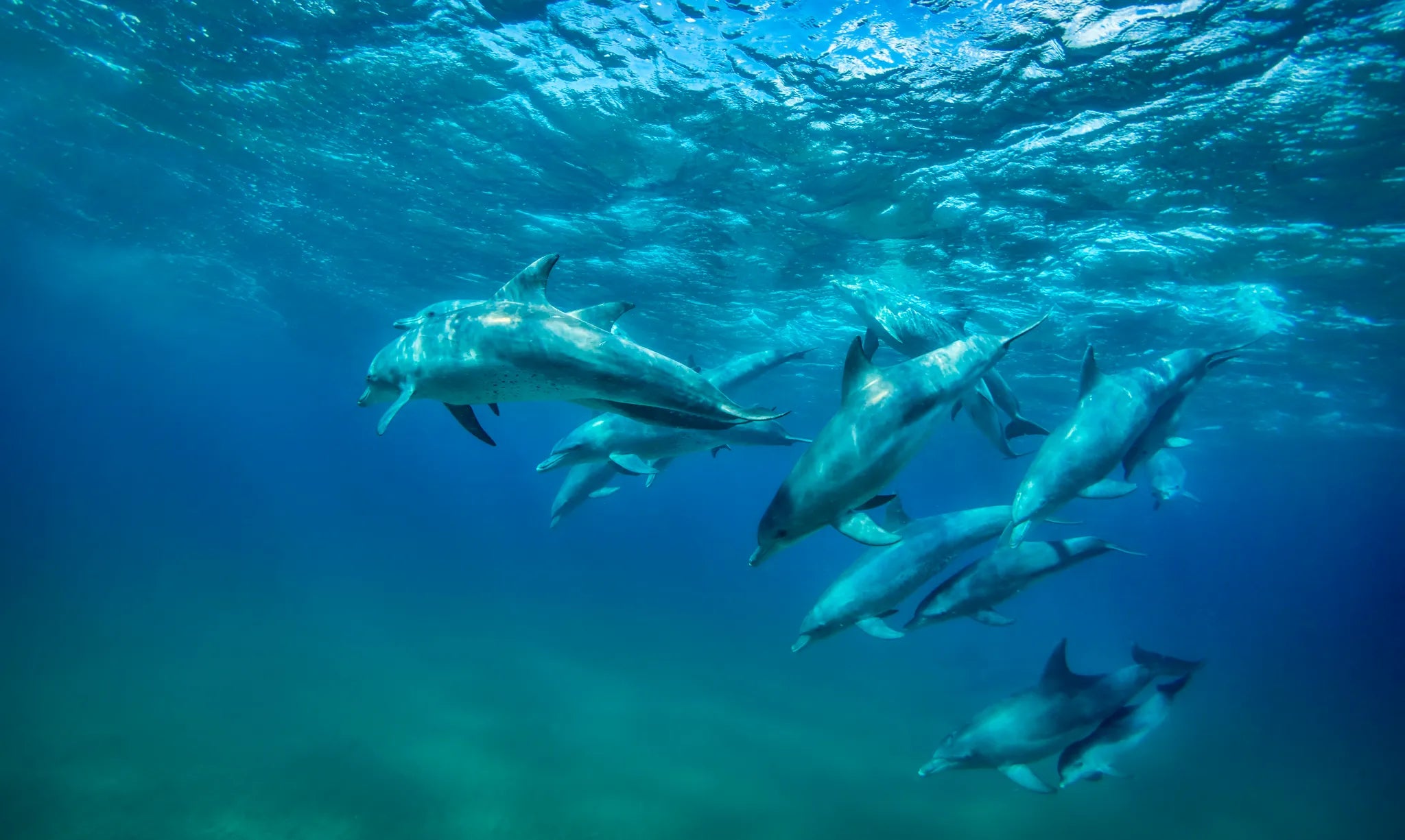 Resident Dolphins at White Pearl Resorts Ponta Mamoli, Ponta Mamoli, Mozambique.
