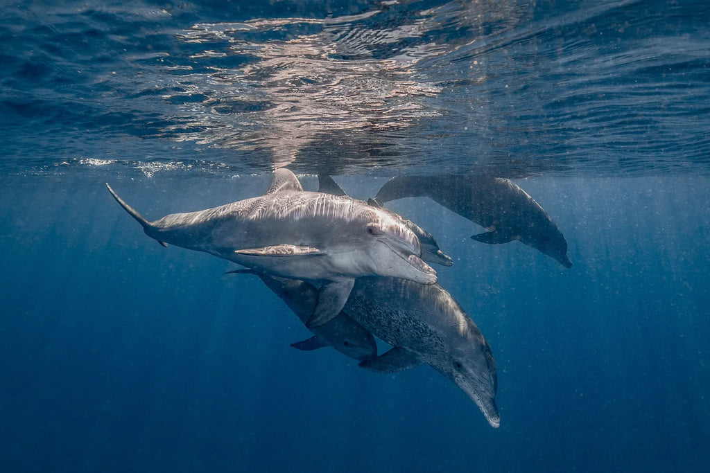 Swimming with dolphins at White Pearl Resorts Ponta Mamoli, Ponta Mamoli, Mozambique.