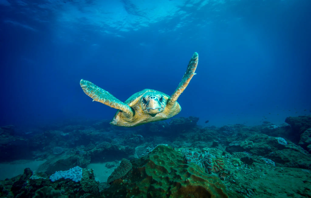 Turtle at Pinnacle Reef at White Pearl Resorts Ponta Mamoli, Ponta Mamoli, Mozambique.