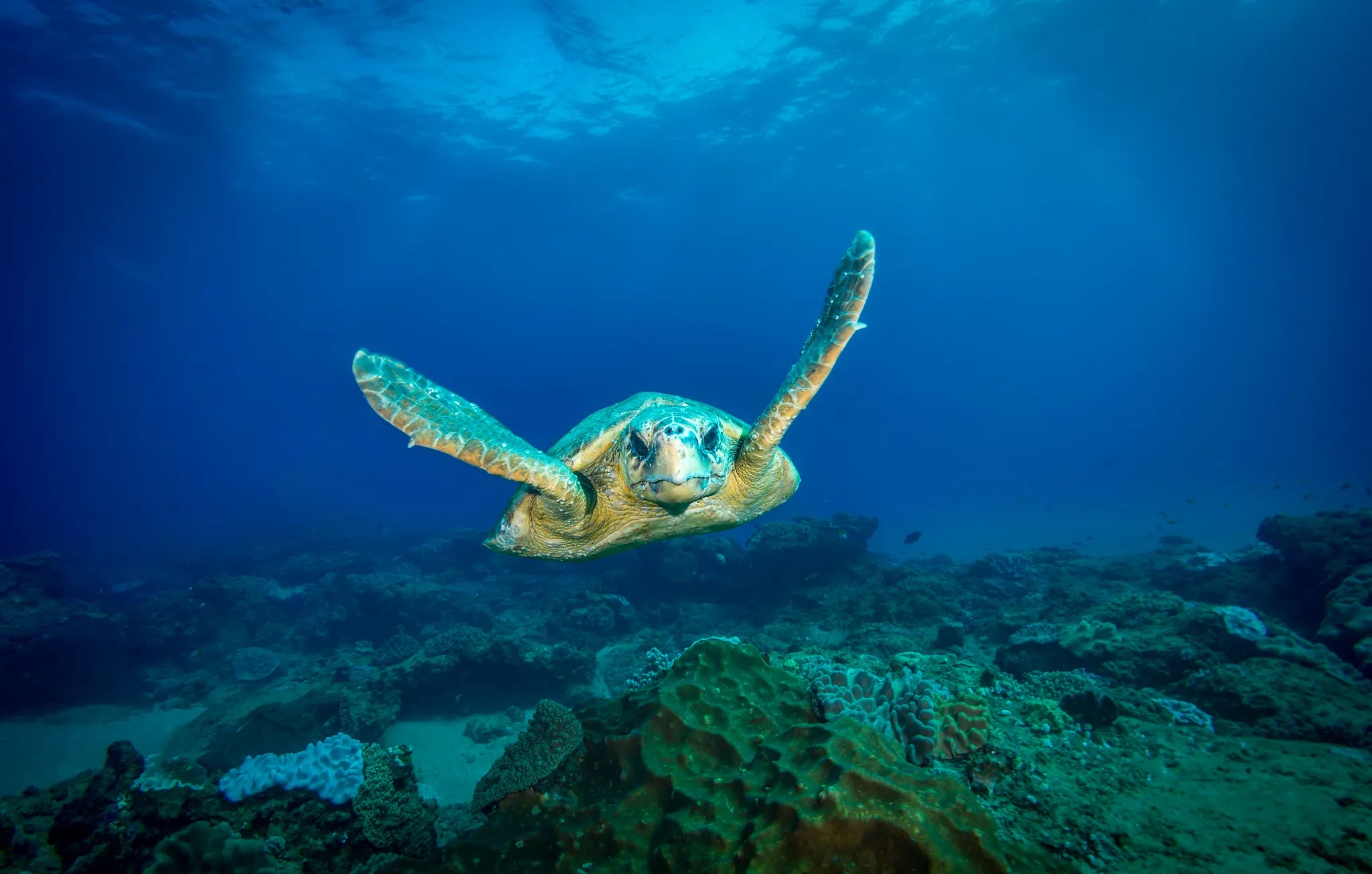 Turtle at Pinnacle Reef at White Pearl Resorts Ponta Mamoli, Ponta Mamoli, Mozambique.