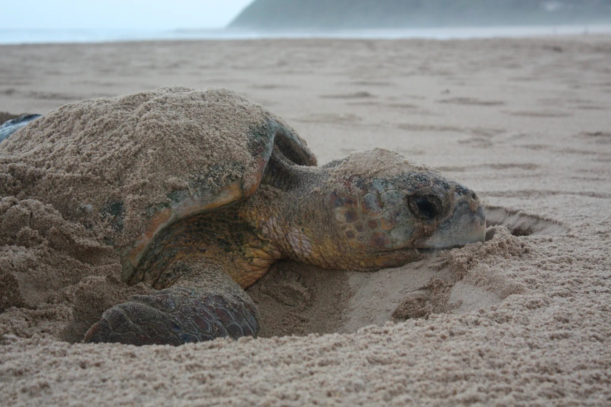 Turtle Nesting at White Pearl Resorts Ponta Mamoli, Ponta Mamoli, Mozambique.