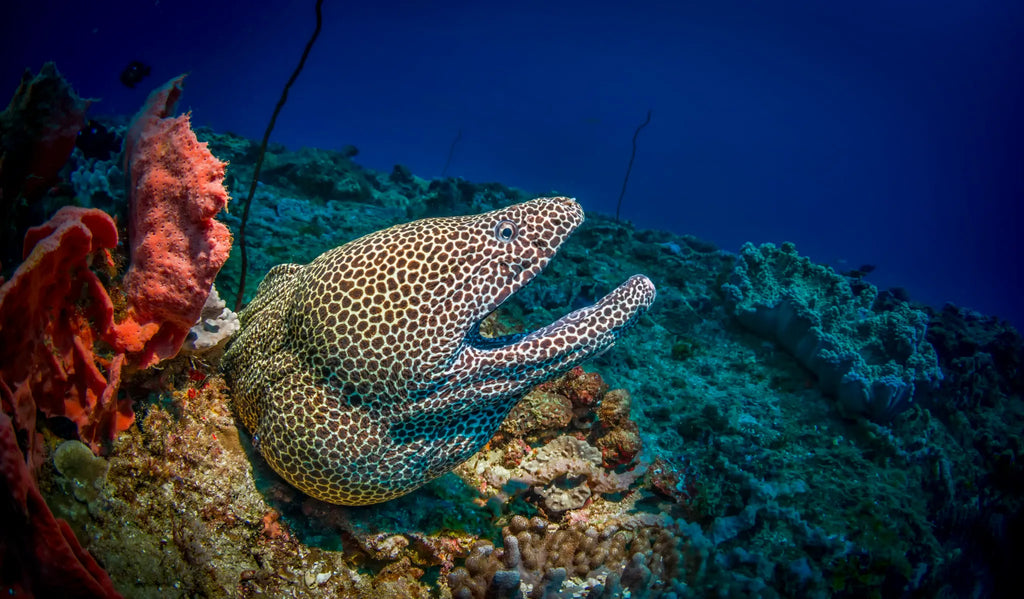 Underwater Life at White Pearl Resorts Ponta Mamoli, Ponta Mamoli, Mozambique.