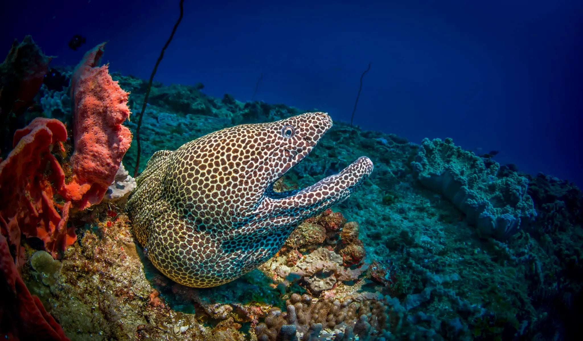 Underwater Life at White Pearl Resorts Ponta Mamoli, Ponta Mamoli, Mozambique.