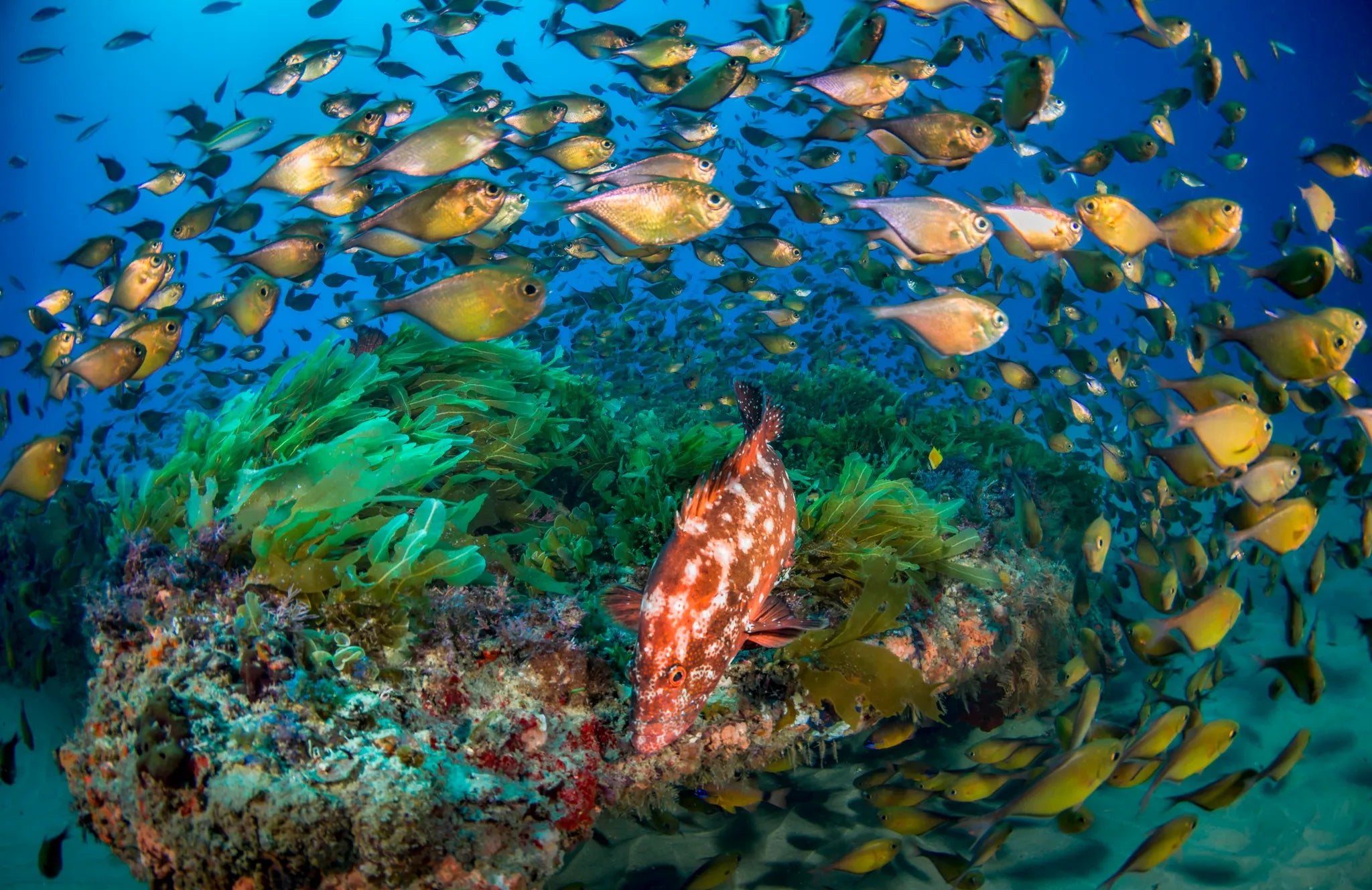 Underwater Utopia at White Pearl Resorts Ponta Mamoli, Ponta Mamoli, Mozambique.