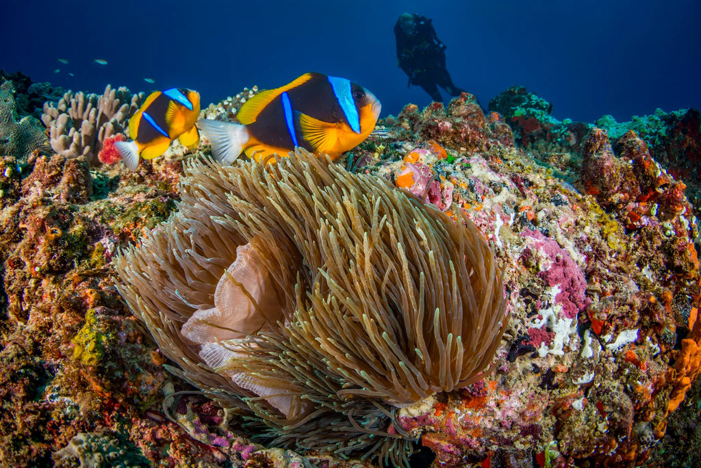 Underwater Utopia at White Pearl Resorts Ponta Mamoli, Ponta Mamoli, Mozambique.