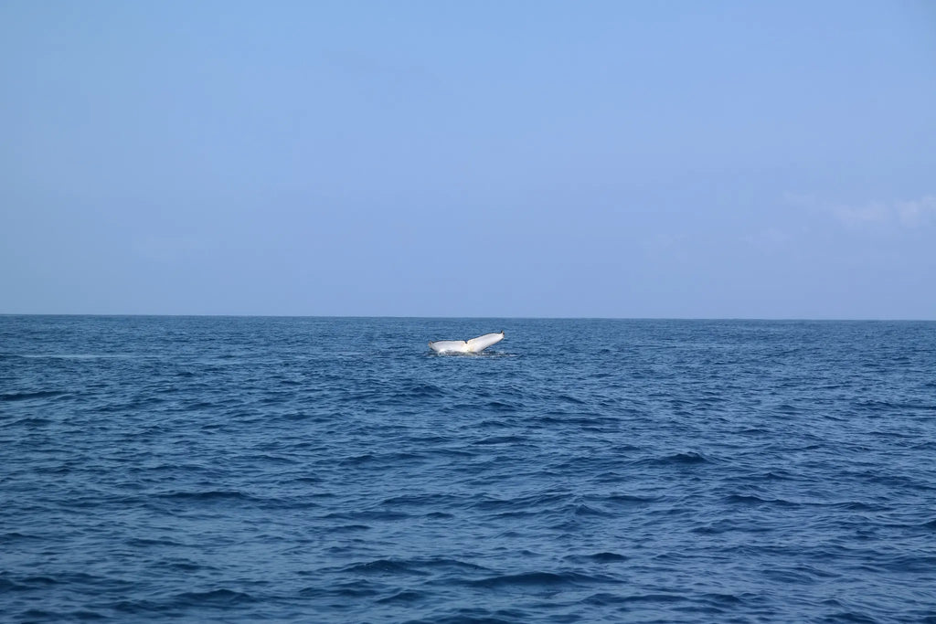 Whale Lobtailing at White Pearl Resorts Ponta Mamoli, Ponta Mamoli, Mozambique.