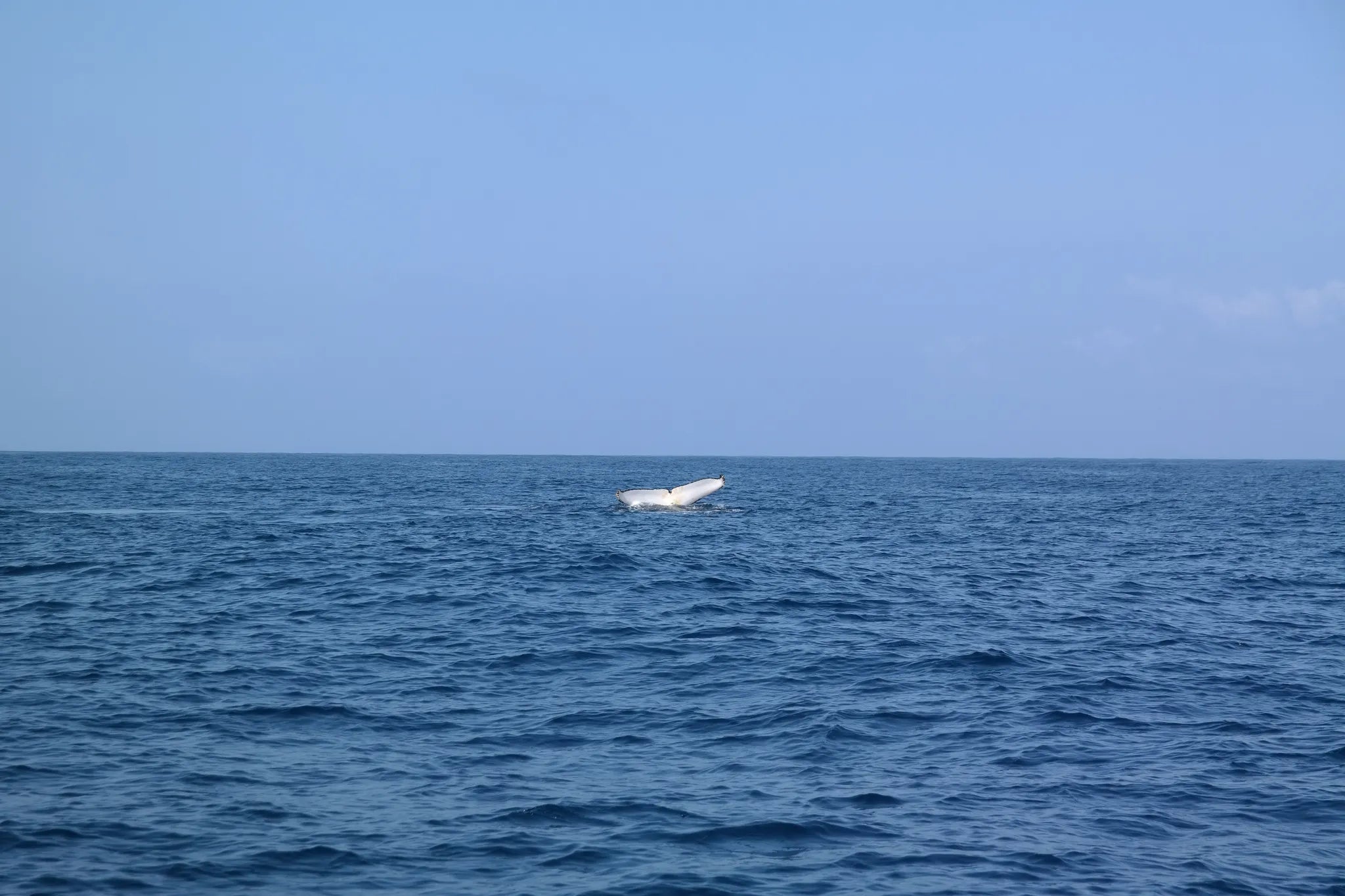 Whale Lobtailing at White Pearl Resorts Ponta Mamoli, Ponta Mamoli, Mozambique.