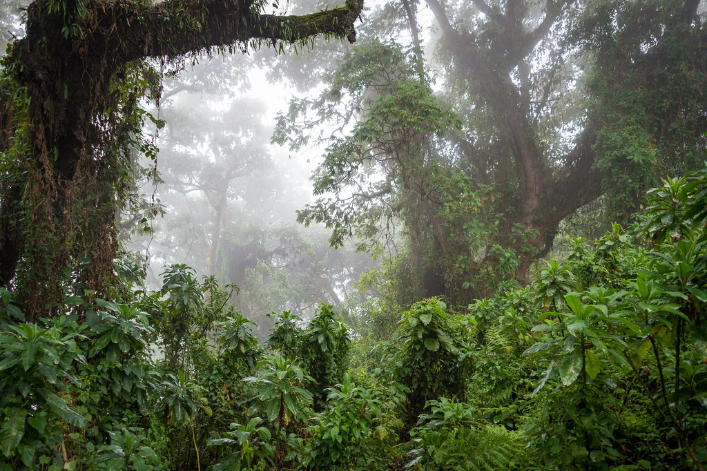 Wilderness Bisate at Wilderness Bisate, Volcanoes National Park, Rwanda.