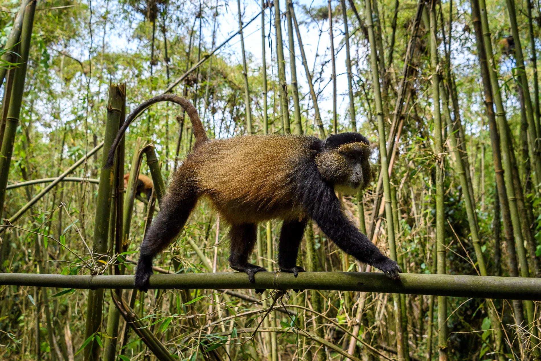 Wilderness Bisate at Wilderness Bisate, Volcanoes National Park, Rwanda.