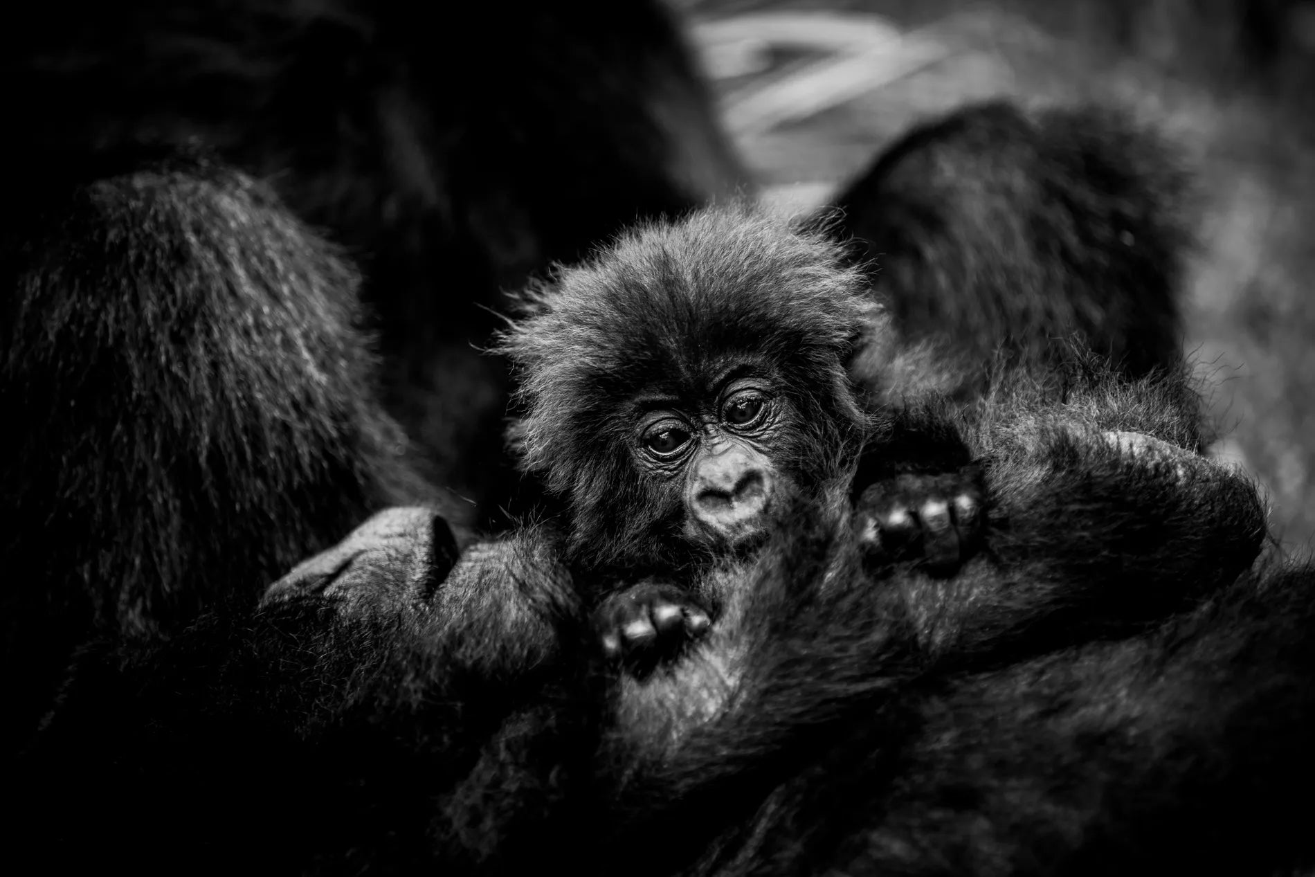 Wilderness Bisate at Wilderness Bisate, Volcanoes National Park, Rwanda.