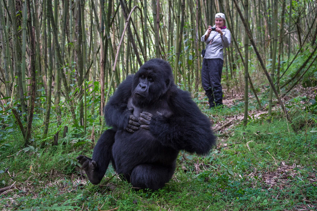 Wilderness Bisate at Wilderness Bisate, Volcanoes National Park, Rwanda.