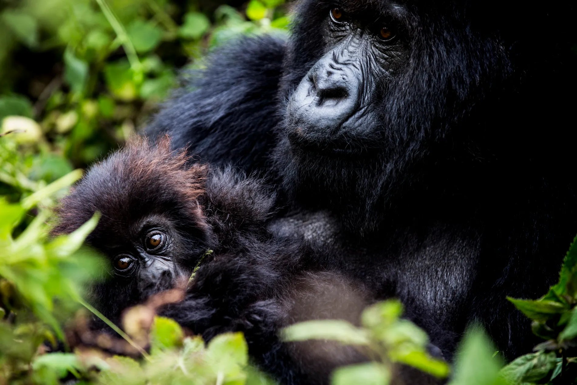Wilderness Bisate at Wilderness Bisate, Volcanoes National Park, Rwanda.